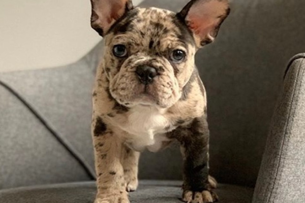 french bulldogs for sale colorado